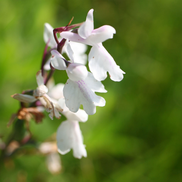 Anacamptis palustris alba